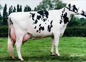 بیماریهای متابولیکی گاو شیری